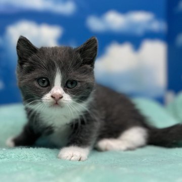 ブリティッシュショートヘア【埼玉県・男の子・2023年12月27日・ブルー&ホワイト】の写真「ハチワレのソックスを履いたイケメンボーイ💕」