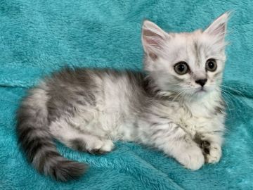 ミヌエット【埼玉県・女の子・2019年5月6日・シルバーパッチドタビー&ホワイト（ロング）】の写真「ふわふわモコモコ可愛い甘えん坊短足美人ちゃん🎶」