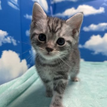 マンチカン(長足)【埼玉県・男の子・2023年9月24日・シルバータビー】の写真「天真爛漫であどけなく可愛い王子様•*¨*•.¸♬︎」