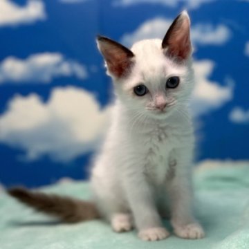 ラグドール【埼玉県・女の子・2023年10月3日・シールポイントバイカラー】の写真「抱っこ大好きで大きなお耳の可愛いお姫様」