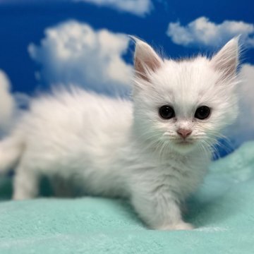 マンチカン(短足)【埼玉県・女の子・2023年11月22日・ホワイト（セミロングヘアー）】の写真「真白でモコふわの超激可愛い短足お姫様！」