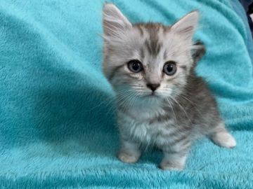 ミヌエット【埼玉県・女の子・2019年5月6日・シルバーマッカレルタビー&ホワイト短足（長毛）】の写真「見た目性格も超可愛い短足美人ちゃん」