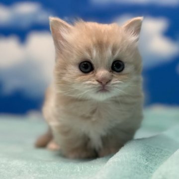 マンチカン(短足)【埼玉県・女の子・2023年10月18日・レッドタビー&ホワイト(極短足)（長毛）】の写真「貴方に癒しを与えるふわもこ短足お姫さま」