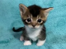 ミヌエット【埼玉県・男の子・2019年8月4日・ブラウンタビー&ホワイト】の写真2「9月1日撮影」