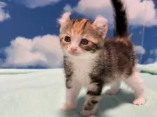 アメリカンカール【埼玉県・女の子・2021年3月8日・ブラウンパッチドタビー&ホワイト】の写真3「4月30日」