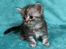 ミヌエット【埼玉県・男の子・2019年5月6日・ブルータビー&ホワイト短足】の写真4「6月10日撮影」