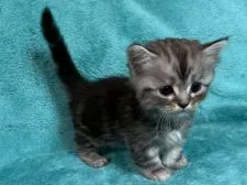 ミヌエット【埼玉県・男の子・2019年5月6日・ブルータビー&ホワイト短足】の写真5「6月10日撮影」