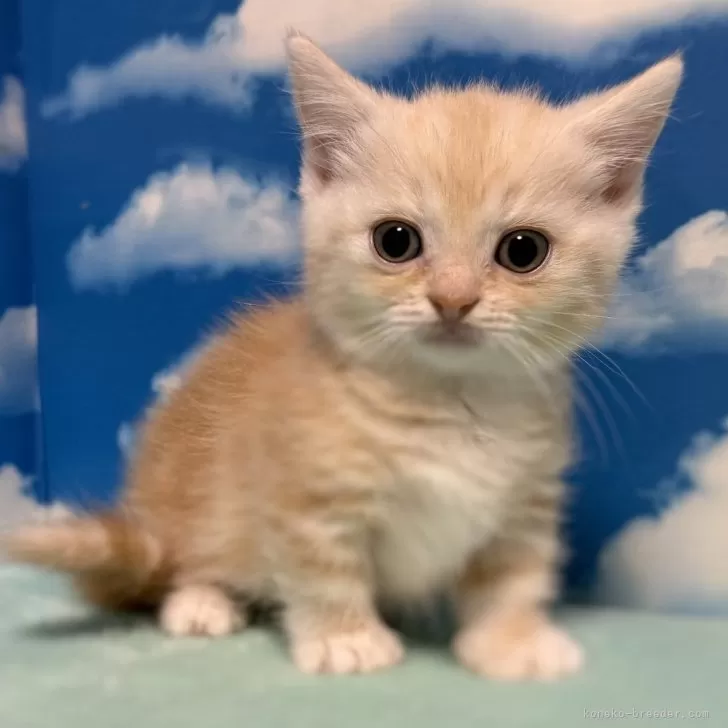 ID：2505-02250の子猫