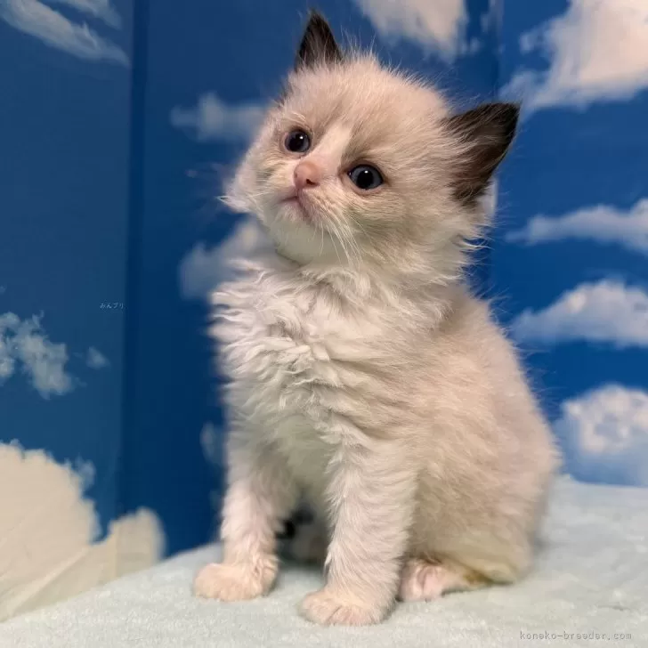 タクヤ 様のお迎えした子猫