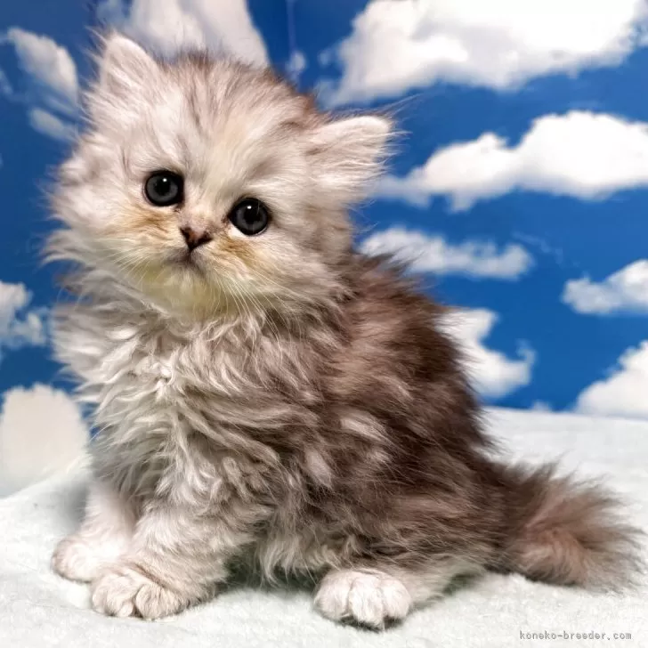 ID:2505-00538の子猫