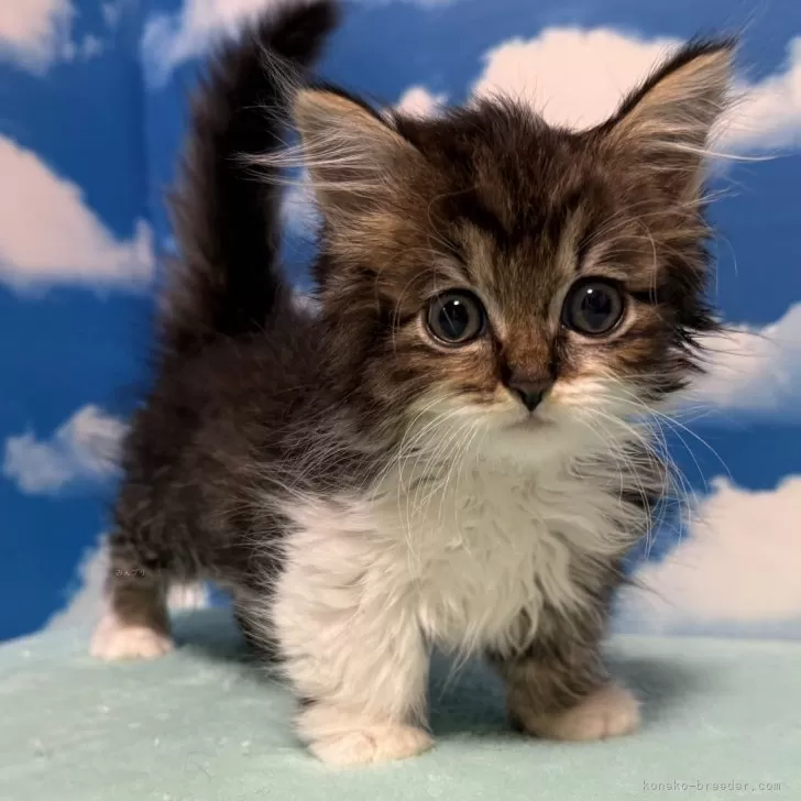 ID：2505-01512の子猫