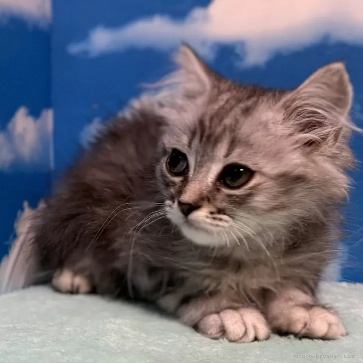 ID：2507-00688の子猫