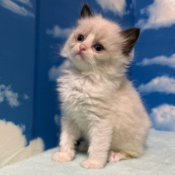 ラグドール【埼玉県・女の子・2024年11月17日・シールポイントバイカラー】の写真「開運特価！綺麗なハチワレの可愛らしいホワホワお姫様」