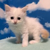 ミヌエット(長足)