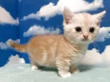 マンチカン(短足)【埼玉県・女の子・2025年4月15日・レッドタビー】の写真4