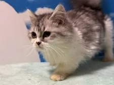 マンチカン(短足)【埼玉県・男の子・2025年5月14日・シルバータビー&ホワイト】の写真5