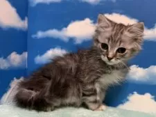 マンチカン(長足)【埼玉県・男の子・2025年5月12日・シルバータビー】の写真6