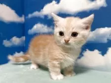 マンチカン(短足)【埼玉県・女の子・2025年4月15日・レッドタビー】の写真6