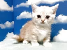 マンチカン(短足)【埼玉県・女の子・2025年4月15日・レッドタビー】の写真7