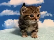 マンチカン(短足)【埼玉県・男の子・2025年7月15日・ブラウンタビー】の写真7