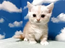 マンチカン(短足)【埼玉県・女の子・2025年4月15日・レッドタビー】の写真9