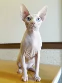 スフィンクス【栃木県・女の子・2024年9月3日・ホワイト】の写真11