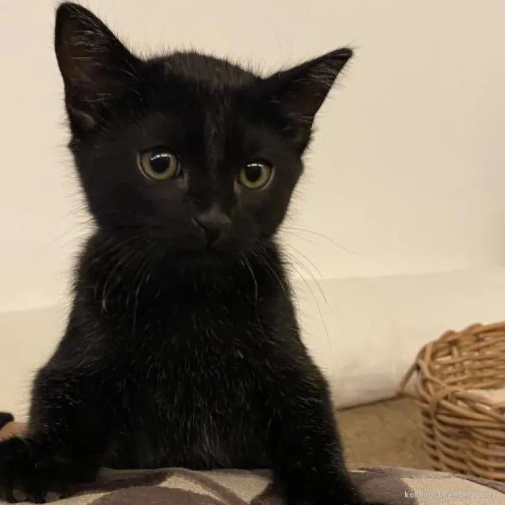 ID:2212-02103の子猫