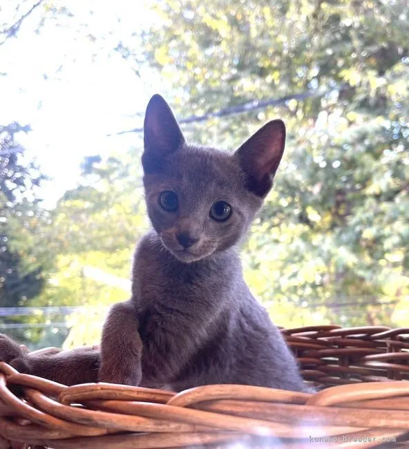 LK 様のお迎えした子猫