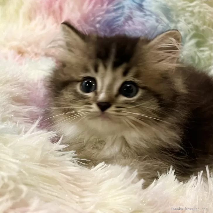 ID:2407-02583の子猫