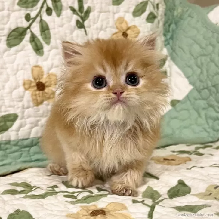 ID：2404-02020の子猫