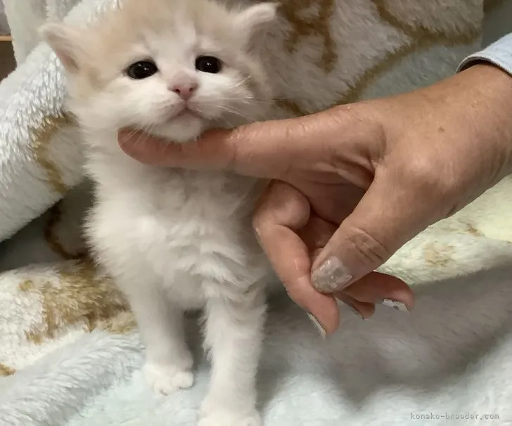 ID：2104-01003の子猫