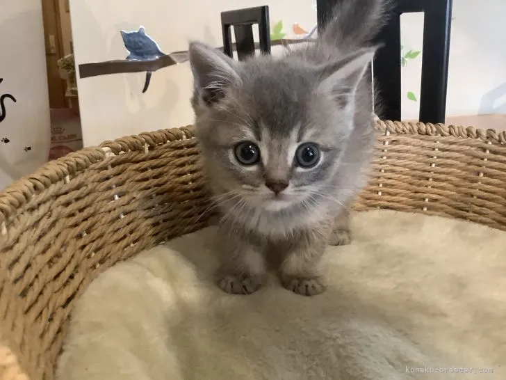 ID:2106-01444の子猫
