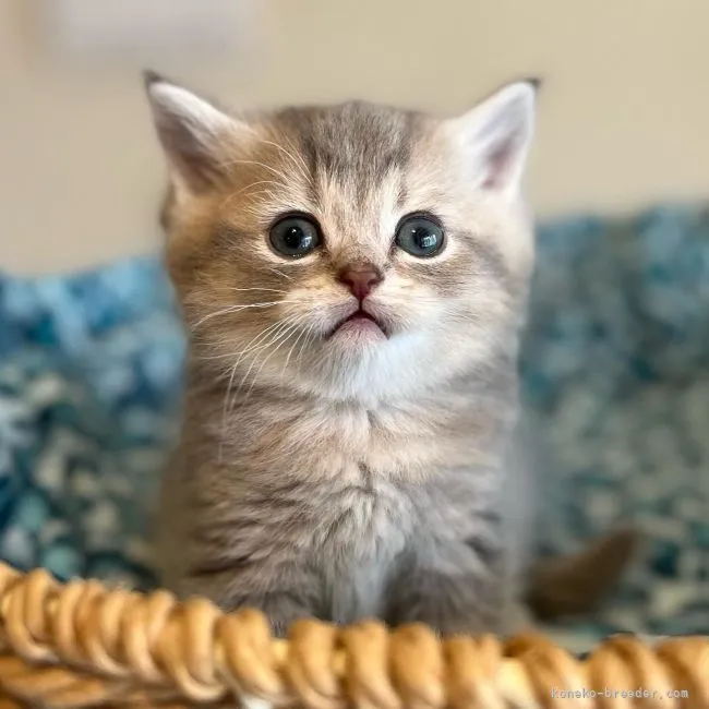ID:2205-00145の子猫