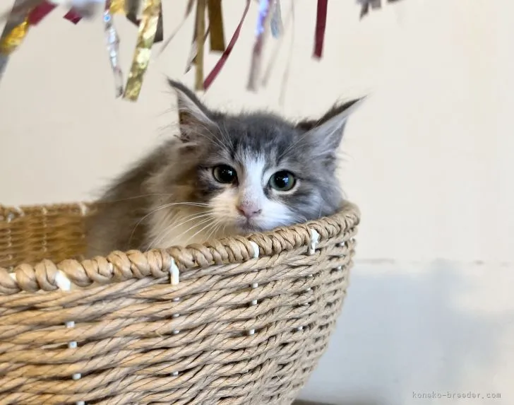 ID:2111-00093の子猫