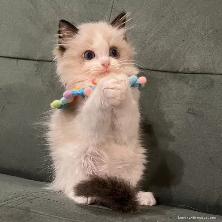 ID:2404-02018の子猫