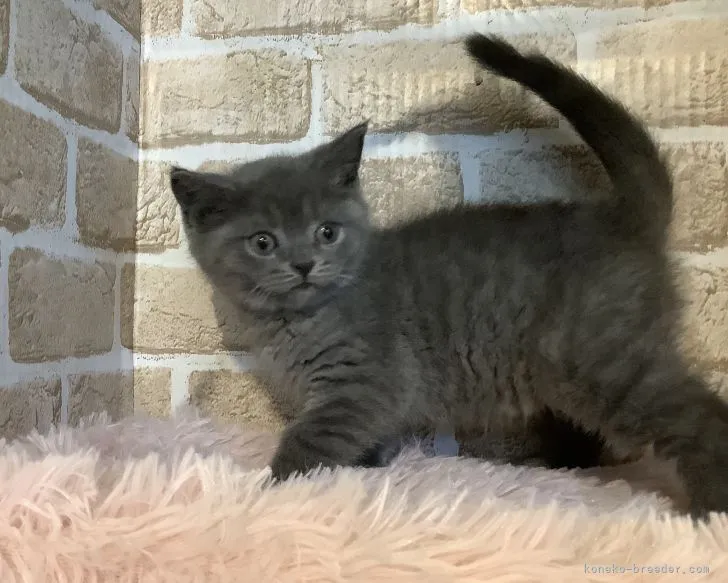 ID:2105-01688の子猫