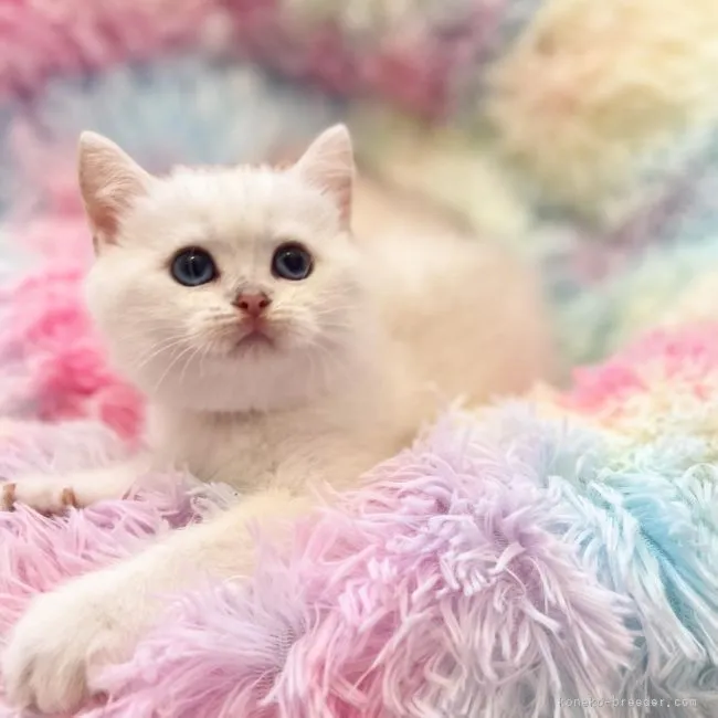 ID：2204-00480の子猫