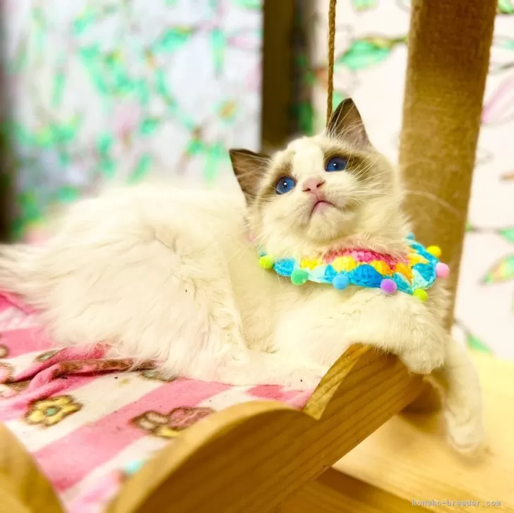 ID：2402-00389の子猫