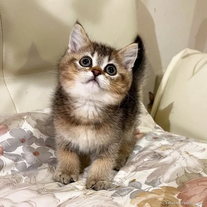 ID:2305-02486の子猫