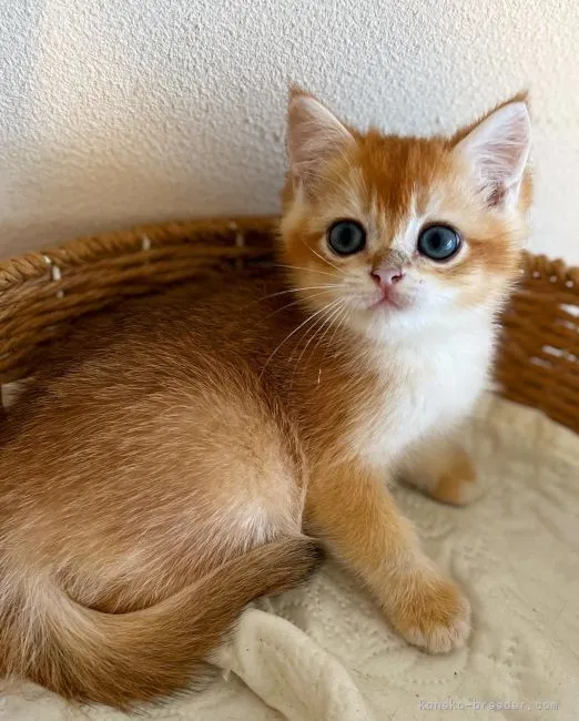 ID：2208-01386の子猫