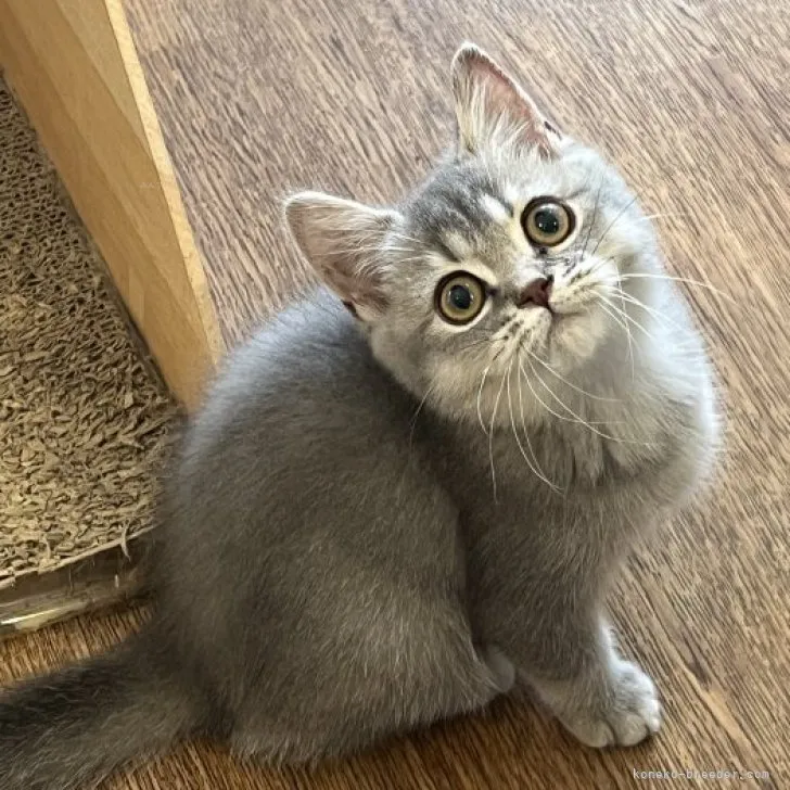 ID：2308-00457の子猫