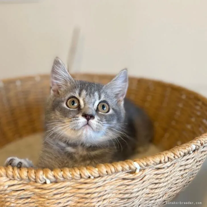 ID:2206-03386の子猫