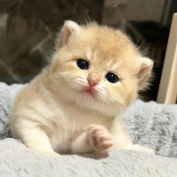 ブリティッシュショートヘア【兵庫県・女の子・2023年8月28日・ブルーゴールデン】の写真「パパはドイツチャンピオンのたぬきち君です」