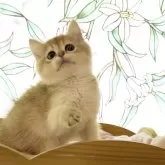 ブリティッシュショートヘア【兵庫県・男の子・2024年2月17日・ゴールデン】の写真1