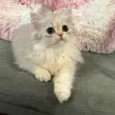 ブリティッシュロングヘア【兵庫県・女の子・2024年2月22日・シルバートーティシェーデッド】の写真1