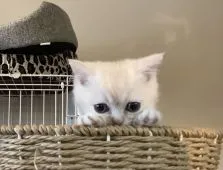 ブリティッシュショートヘア【兵庫県・男の子・2021年4月26日・カメオシェーデッド】の写真3