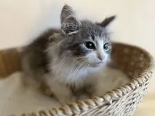 ノルウェージャンフォレストキャット【兵庫県・男の子・2021年9月7日・ブルータビー&ホワイト】の写真3