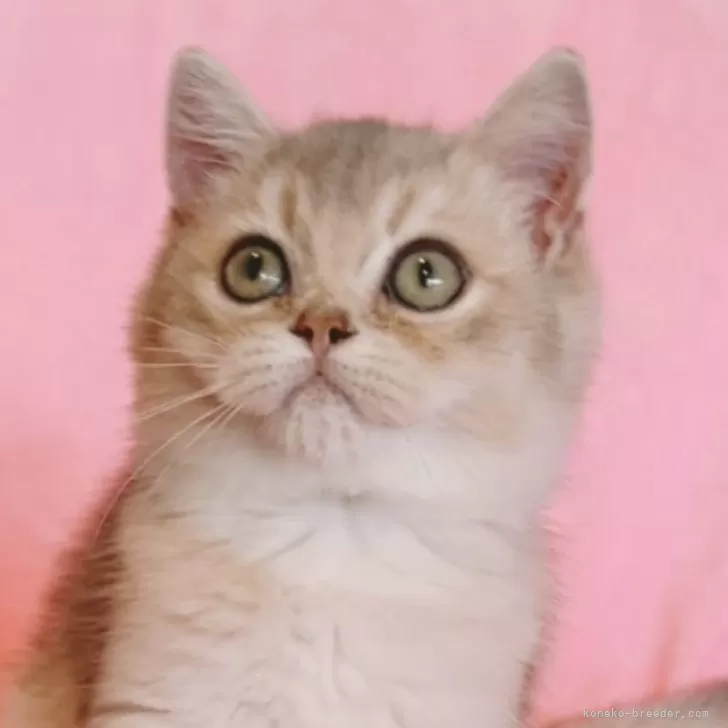 ID：2510-01038の子猫