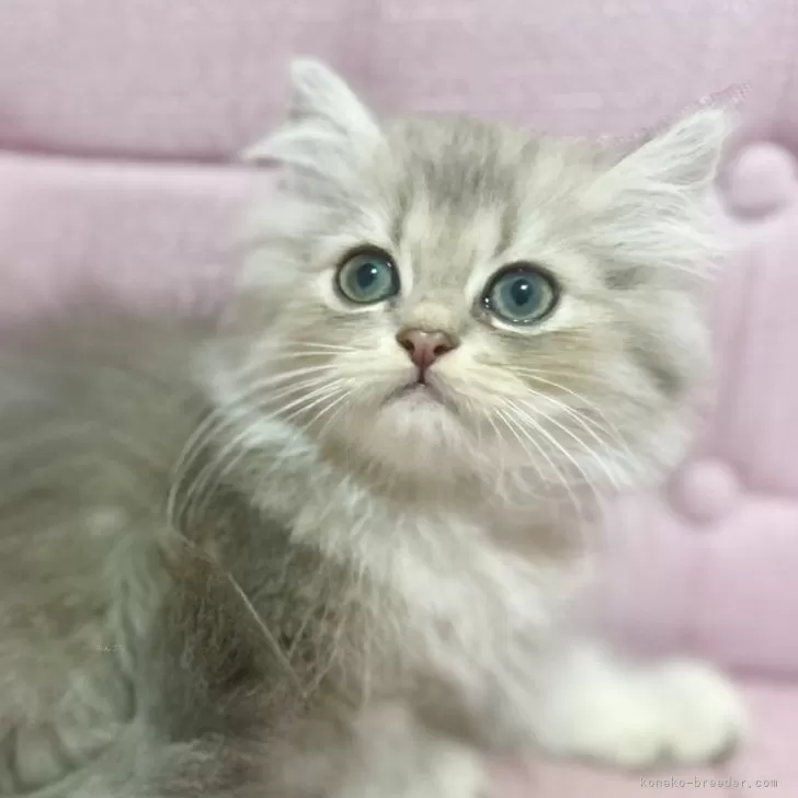 ミヌエット(長足)【兵庫県・女の子・2025年8月11日・ブルーマッカレルタビー】の写真1