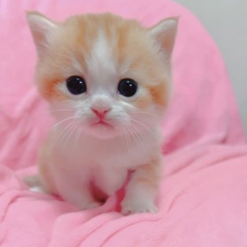 マンチカン(短足)【兵庫県・男の子・2025年10月25日・レッド&ホワイト（短毛）】の写真「ハチワレがとっても綺麗なマンチカン🐾」